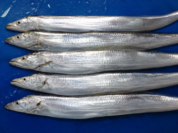 Ribbon Fish