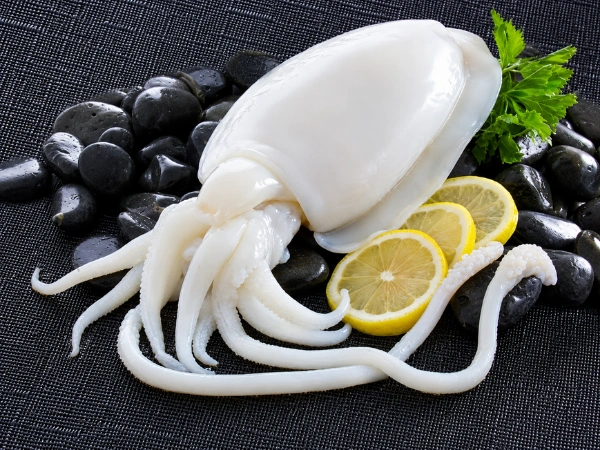 Cuttlefish